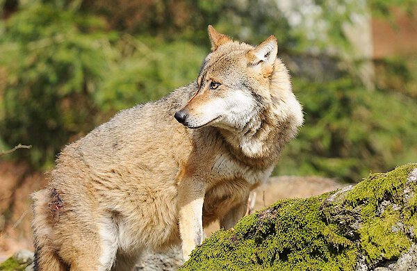 Wolf im Nationalpark Bayerischen Wald